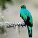Golden-headed Quetzal - Photo (c) Arley Vargas, some rights reserved (CC BY-NC-ND)
