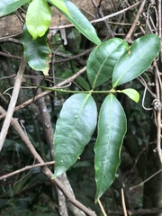 Melodinus australis
