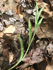 Polygonatum biflorum biflorum