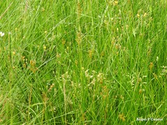 Juncus compressus