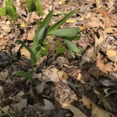 Polygonatum biflorum biflorum