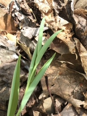 Polygonatum biflorum biflorum