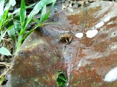 Limnonectes microdiscus