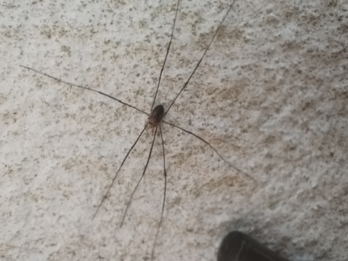 European Harvestman