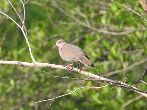 Streptopelia bitorquata observed 2026-06-07