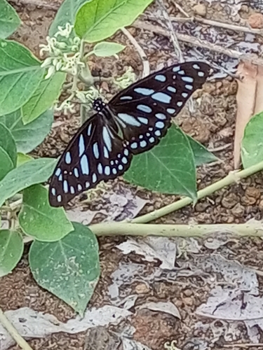 Veined Swordtail