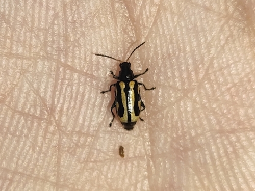 Alligatorweed Flea Beetle
