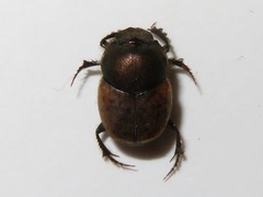 Onthophagus coenobita