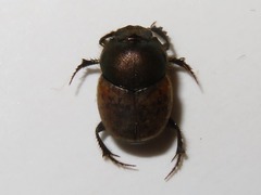 Onthophagus coenobita
