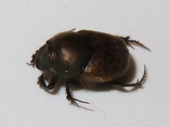 Onthophagus coenobita
