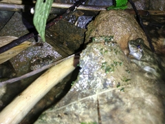 Limnonectes kuhlii
