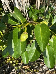 Annona glabra