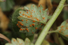 Phragmidium sanguisorbae