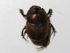 Onthophagus coenobita