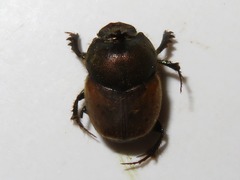 Onthophagus coenobita