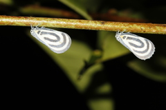 Bythopsyrna trichrousa