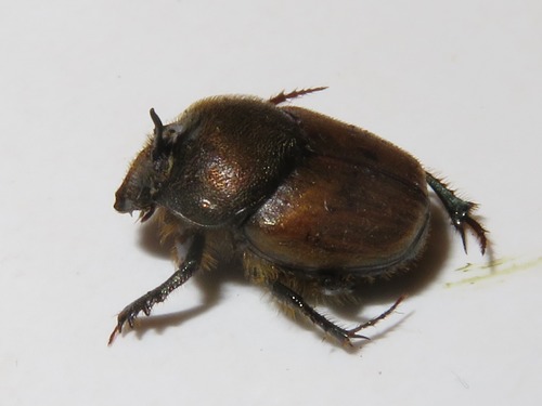 metallic horned dung beetle, Leidschendam, Nederland, photo 6 of 10