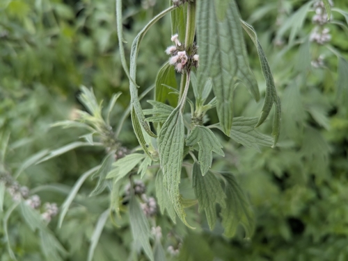 Leonurus turkestanicus, photograph 5