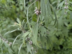 Leonurus turkestanicus, photograph (c) Islam Galymzhanov, some rights reserved (CC BY)