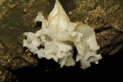 Tremella fuciformis image