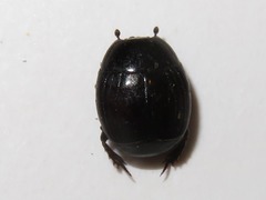 Margarinotus brunneus