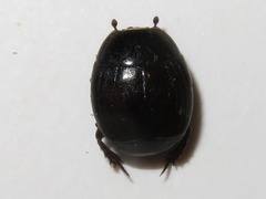 Margarinotus brunneus