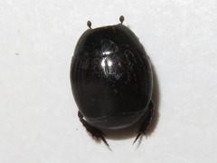 Margarinotus brunneus