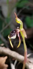 Chiloglottis diphylla