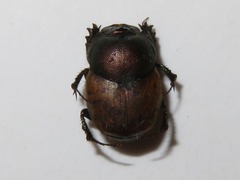 Onthophagus coenobita