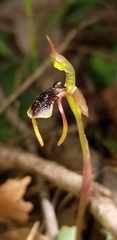 Chiloglottis diphylla