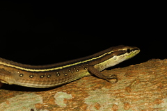 Takydromus sexlineatus