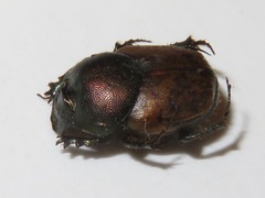 Onthophagus coenobita