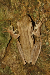 Polypedates megacephalus