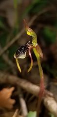 Chiloglottis diphylla