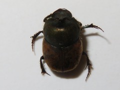 Onthophagus coenobita