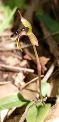Chiloglottis diphylla