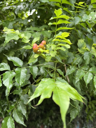 American trumpet vine