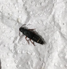 Platydracus fulvipes