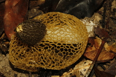 Phallus luteus