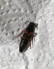 Platydracus fulvipes