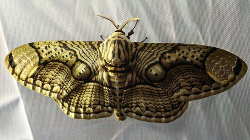 Hearsey's Owl Moth