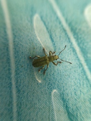 Pachyrhinus lethierryi