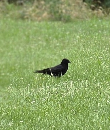 Carrion Crow