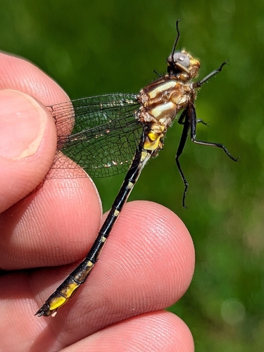 Lancet Clubtail