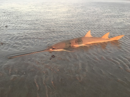Green sawfish (Pristis zijsron) — Pristidae — 2