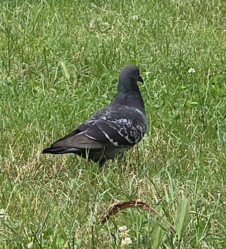Rock Pigeon