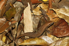 Eutropis macularia