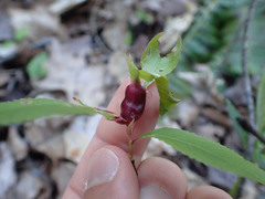 Contarinia cerasiserotinae