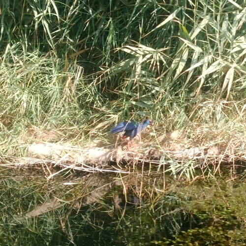 iNaturalist: (c) Mahmoud Fayez, some rights reserved (CC BY-NC), uploaded by Mahmoud Fayez iNaturalist image