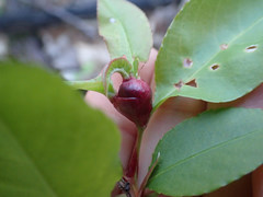 Contarinia cerasiserotinae